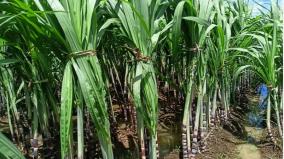 sugarcane-farming-is-busy-in-theni-district-for-pongal-festival