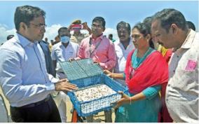 efforts-to-restore-endangered-pearl-beds-on-tuticorin-5-lakh-hatchlings-released-into-sea