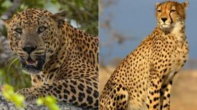 difference-between-cheetah-and-african-cheetahs