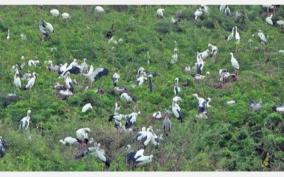foreign-birds-have-started-coming-in-large-numbers-to-the-vettangudi-bird-sanctuary-near-tirupathur