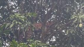 leopard-stuck-in-tree-top