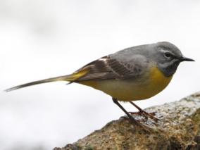 grey-backed-sparrows-migrate-from-the-himalayas-to-valparai