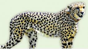 what-is-the-status-of-big-cats-in-india