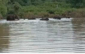 elephants-enjoy-natural-river-bathing