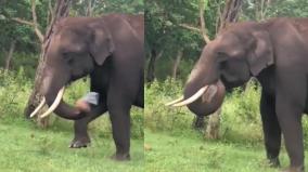 elephant-tries-to-eat-plastic-out-of-hunger-outraged-netizens-viral-video