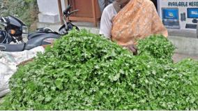 coriander-yield-affected-by-rain-selling-at-rs-100-per-bundle