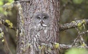 photo-of-camouflaged-owl