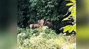 viral-video-mother-elephant-blesses-forest-officials-after-being-reunited-with-its-calf