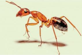 20-000-000-000-000-000-ants-live-on-earth