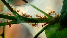 there-are-20-billion-ants-on-earth