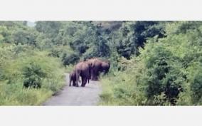 elephant-camp-on-urikam-reserve-forest-forest-department-warns-villagers