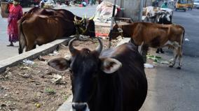 3000-fine-for-leaving-cows-on-the-road-in-chennai