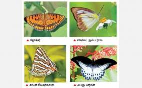 101-species-of-butterflies-were-found-on-the-vellalur-pond-on-a-year-long-survey