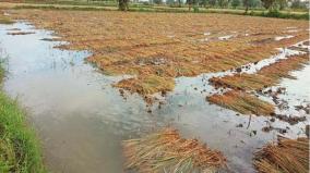 call-for-reporting-if-more-than-33-crop-damage-occurs-during-north-east-monsoon