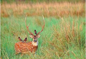 20-percent-increase-in-deer-and-wild-boar-population-in-arur-forest-in-last-5-years