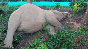 elephant-died-due-to-electrocuted-in-assam-state-india