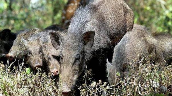 Wild Boars are a Nuisance near Kanchi: Farmers Worried as Paddy Crops were Damaged