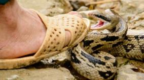 father-goes-to-hospital-with-snake-biting-son-in-another-incident-brother-also-died-while-brother-dies