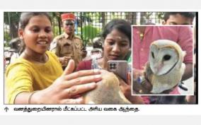rare-owl-fell-down-with-injured-feathers-due-to-pecked-by-crows-rescued-by-forest-department