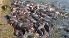 african-catfish-extermination-on-nathamedu-village