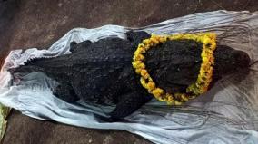 spiritual-vegetarian-crocodile-died-in-keralas-ananta-padmanabha-swamy-temple