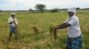 500-acres-of-paddy-fields-have-been-damaged-due-to-rain-on-madathukulam