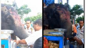 elephant-enjoys-pani-puri-in-assam