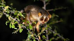 indias-first-slender-loris-sanctuary-in-karur-and-dindigul-districts-spread-over-11-thousand-hectares