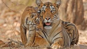 growing-population-endangered-wildlife-warns-living-planet-report