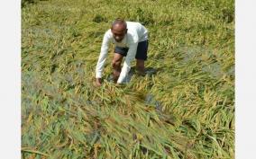 only-7-villages-compensated-out-of-856-on-last-year-s-crop-insurance-compensation-tanjore-farmers-shocked