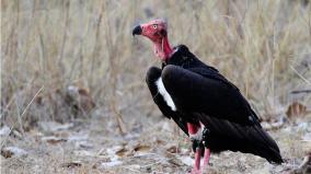 state-level-committee-to-protect-vulture-in-tamil-nadu
