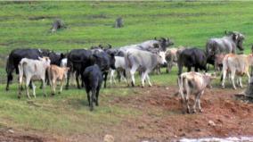 cattle-grazing-helps-to-fight-climate-change-finds-on-16-years-study-iisc
