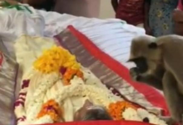 Monkey shows up at funeral of human companion