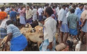 diwali-goats-sold-at-ettayapuram-market-for-rs-6-crore