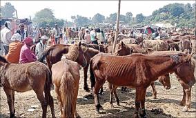 sales-of-donkeys-in-the-names-of-shah-rukh-salman-ranbir-hrithik-traders-throng-to-buy-at-rs-1-000-to-rs-5-lakh