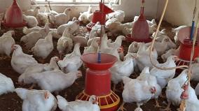 bird-flu-confirmed-on-kerala-tn-poultry-farmers-panic