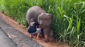 girl-helps-baby-elephant-video-wins-internet