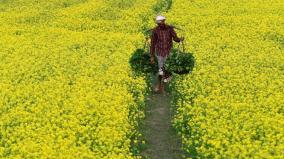 genetically-modified-mustard-poisons-the-food-plate