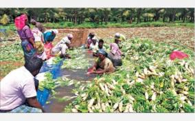 decline-on-radish-price-on-pochampalli-farmers-suffer-due-to-loss-of-income