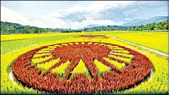 the-farmer-who-created-the-ashoka-wheel-in-the-paddy-field