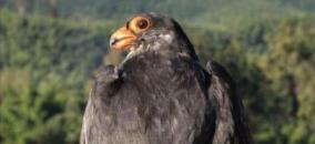 rare-amur-falcon-species-migrated-to-manipur-20-000-km-per-year-able-to-fly-far