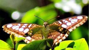 129-butterfly-species-on-sirumalai-hills-found-on-survey