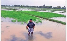 incessant-rains-on-cuddalore-crops-submerged-on-cauvery-kadamadai-area