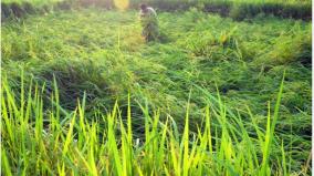 damage-to-paddy-crop-in-60-000-acres-in-cauvery-delta-compensation-to-be-paid-ramadoss