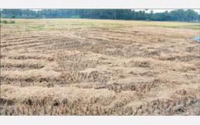 incessant-rains-on-krishnagiri-affect-paddy-harvest-farmers-suffer-as-paddy-grains-fall-on-the-field