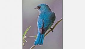 tirupur-nanjarayan-pond-nilameni-flycatcher-bird-sanctuary