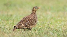 painted-sandgrouse-bird-roams-salem-after-80-years