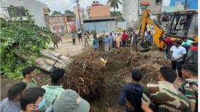 coimbatore-uprooting-and-replanting-of-royal-tree-for-road-widening-work