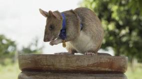 tanzania-rats-given-training-to-search-and-rescue-operation-how-ngo