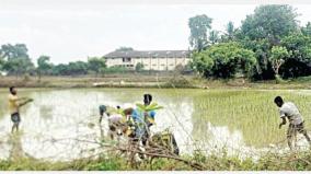 paddy-planting-work-is-intensive-during-the-samba-cultivation-season